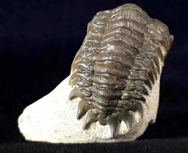 Crotalocephalina gibbus (BEYRICH 1845) - Bild © FossNet FossilienStore